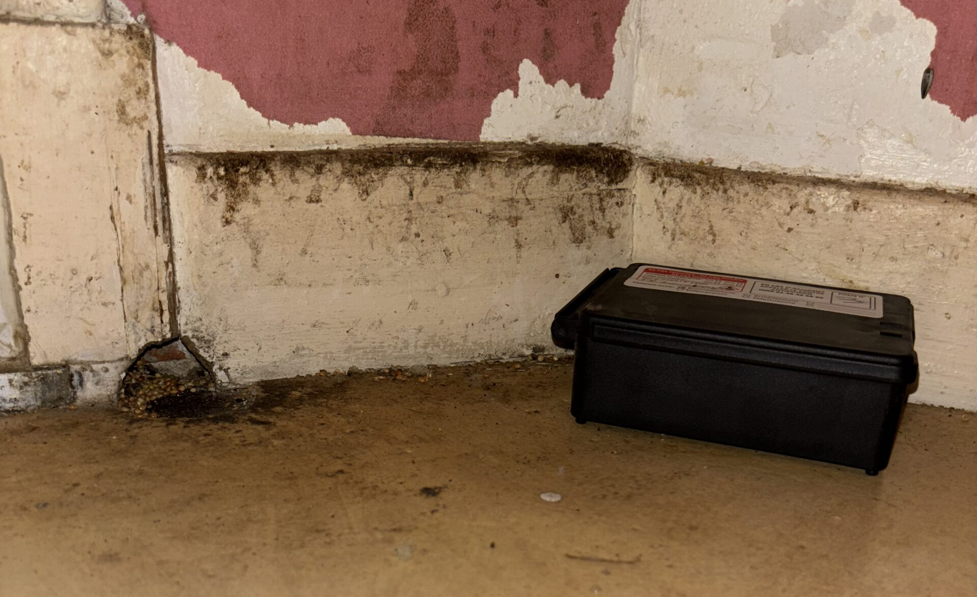 trou de souris dans les murs